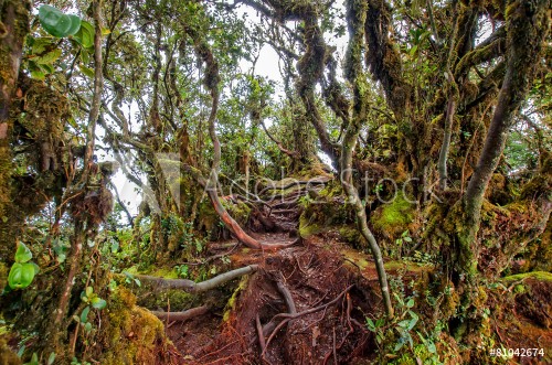 Picture of Mossy Forest of Gunung Brinchang Cameron Highlands Malaysia